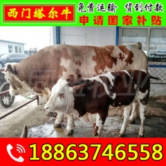 厂家批发鲁西黄牛 夏洛莱 肉牛犊 西门塔尔肉牛 利木赞肉牛