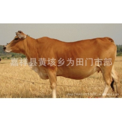 购买肉牛，西门塔尔、夏洛莱、利木赞等优质畜种请到山东隆翔牧业