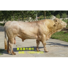 供应肉牛价格 利木赞种 育肥牛犊 改良夏洛莱 黄牛 西门塔尔...
