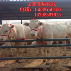 鲁西黄牛 夏洛莱 养殖场供应肉牛犊 西门塔尔牛 利木赞免费运...