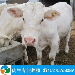 养肉牛能挣钱吗 西门塔尔价格 鲁西黄牛多少钱 夏洛莱 利木赞...