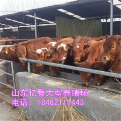 肉牛喂什么 西门塔尔能长到多少斤 鲁西黄牛牛犊多少钱 夏洛莱