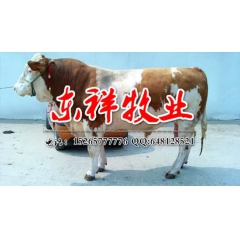 肉牛养殖场出售西门塔尔、夏洛莱、利木赞、肉牛牛犊【东祥牧业】