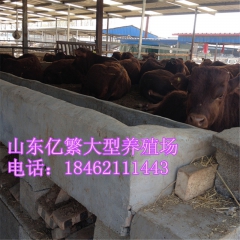夏洛莱 利木赞 肉牛养殖场 出售3-6个月的 西门塔尔牛 鲁...