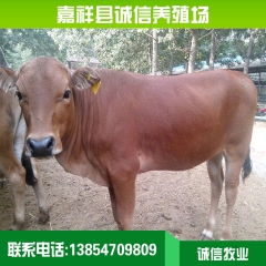 鲁西黄牛生长周期的饲料成本 养什么牛利润高 肉牛养殖场夏洛莱