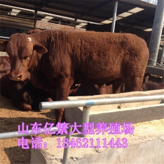 免运输 鲁西黄牛 夏洛莱 西门塔尔肉牛养殖场 最好的肉牛养殖...