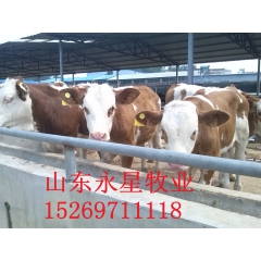 出售牛犊 鲁西黄牛 利木赞 夏洛莱 西门塔尔小公牛价格
