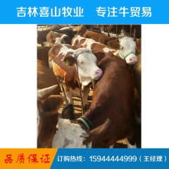 卖种牛、夏洛莱、利木赞、肉牛牛犊