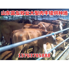 供应优质肉牛养殖场出售鲁西黄牛 西门塔尔牛 夏洛莱 母牛