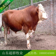 山东养殖场批发肉牛 肉牛犊 夏洛莱 鲁西黄牛 小黄牛包运输到...