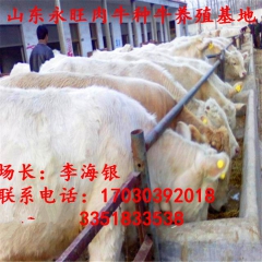 肉牛养殖场出售西门塔尔、夏洛莱、利木赞、肉牛牛犊