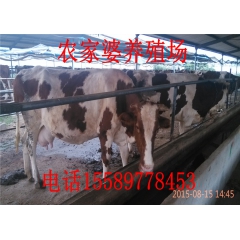 优质改良牛肉 肉牛养殖技术 西门塔尔牛 夏洛莱 鲁西黄牛