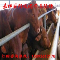 夏洛莱 利木赞 鲁西黄牛 西门塔尔肉牛犊 牛犊多少钱一头