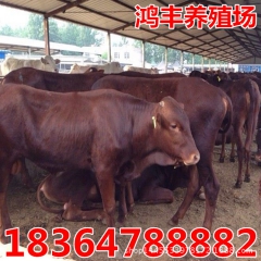 鸿丰养牛场场出售 西门塔尔 鲁西黄牛 夏洛莱 肉牛小牛犊
