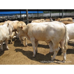鲁西黄牛 西门塔尔牛 肉牛 夏洛莱 鲁西黄牛 小牛