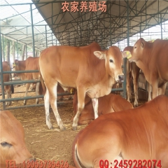 鲁西黄牛 西门塔尔牛 夏洛莱 利木赞牛 肉牛犊价格