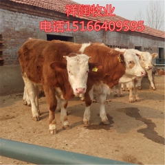 西门塔尔牛成长速度 肉牛繁 肉牛价格 西门塔尔 鲁西黄牛 夏...