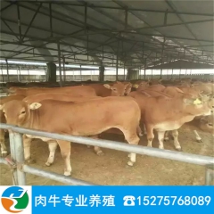 长期出售 夏洛莱 西门塔尔牛 三元杂交牛 改良肉牛 鲁西黄牛