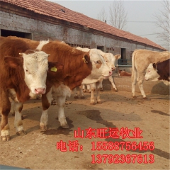 夏洛莱 肉牛养殖基地促销西门塔尔牛-利木赞牛牛犊 鲁西黄牛价...