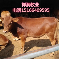 利木赞多少钱 夏洛莱 直销鲁西黄牛肉牛 肉牛价格 出肉率高