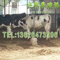 厂家供应纯种黑白花奶牛 中国荷斯坦奶牛 产奶量高价格便宜