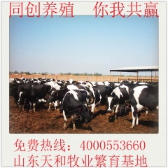 出售荷斯坦奶牛 黑白花奶牛 奶牛价格 高产奶牛 奶牛犊 产量...