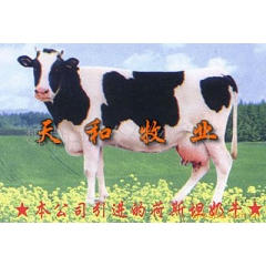 山东奶牛养殖基地供高产奶牛 黑白花奶牛 荷斯坦奶牛 养奶牛效...