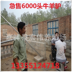 全国包邮养殖 肉牛 肉羊 肉驴 奶牛 鲁西黄牛 西门塔尔牛