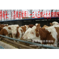 鲁西黄牛奶牛养殖效益，常年销售奶牛，提供奶牛销售价格