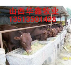 供应小母牛 小奶牛 奶牛犊 育肥牛 西门塔尔小母牛