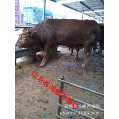 科学养牛 肉牛品种 养牛基地 莱州肉牛 奶牛品种 荷斯坦奶牛
