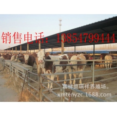 鲁西黄牛奶牛，安格斯奶牛，高产奶牛销售价格