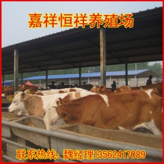 西门塔尔肉牛 厂家直销 肉牛 西门塔尔奶牛 肉价价格