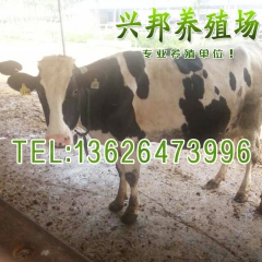 产奶量高价格便宜黑白花奶牛 中国荷斯坦奶牛 小牛犊 品质好