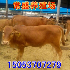 供应肉牛养牛精选肉牛西门塔尔 夏洛莱肉牛黑白花奶牛