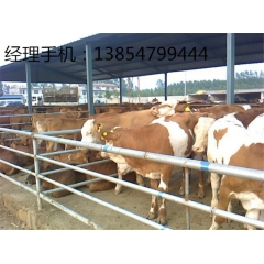 鲁西黄牛市场价格 架子牛 奶牛 种牛育肥基地 改良小牛犊效益