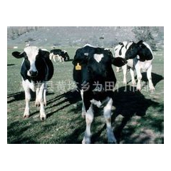 奶牛  奶牛产后的护理措施  奶牛牛犊培育