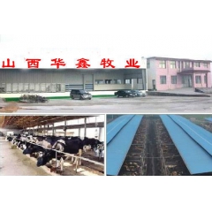 批发供应荷斯坦奶牛 奥牛 奶牛 小公牛牛场里任意挑