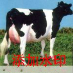 供应中国荷斯坦奶牛 奶牛犊 小奶公牛 黑白花奶牛