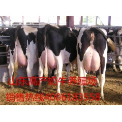 大型的奶吧需要多少头奶牛 奶牛养殖还有钱赚吗 荷斯坦奶牛价格