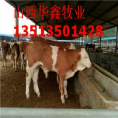 供应小公牛 小牛犊 肉牛 荷斯坦奶牛 黑白花奶牛