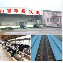荷斯坦奶牛 郑州养殖业 家畜畜牧业 牛犊畜牧业