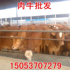 肉牛价格 荷斯坦奶牛 肉牛犊低价销售 买20头牛送铡草机