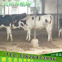 兴邦养殖场专业养殖 花奶牛 中国荷斯坦奶牛黑白花奶牛 产奶量...