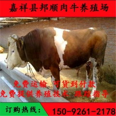 哪里的西门塔尔牛好东北架子海福特 西门塔尔牛养殖
