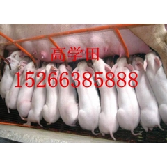 中华老字号 东阿阿胶桃花姬阿胶糕300g