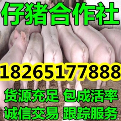 中华老字号 东阿阿胶桃花姬阿胶糕300g