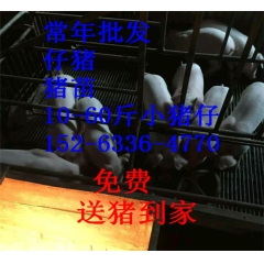 中华老字号 东阿阿胶桃花姬阿胶糕300g