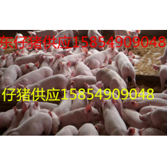 山东仔猪大量供应