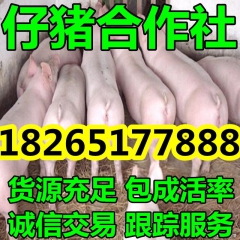 【猪场仔猪】山东仔猪批发报价